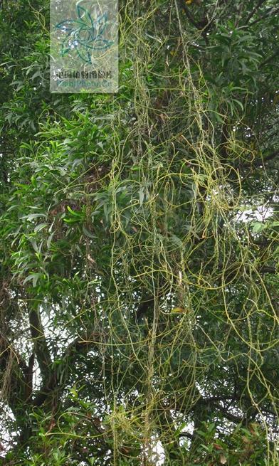 肾炎水肿|无根藤,见过吗?内治泌尿系结石、肾炎水肿;外用治皮肤湿疹