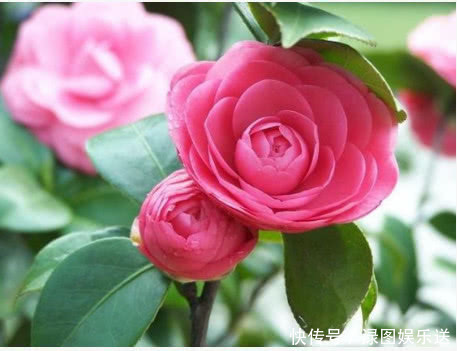 浇水|“一浇水”花就黄叶、烂根,学会3个方法,放心浇水,叶绿朵花艳