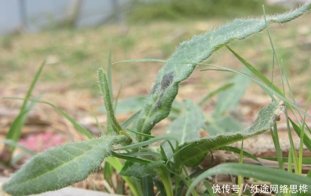  野菜|农村的这个“酸不溜”野菜，想想都要流酸水，再酸，春季也要吃