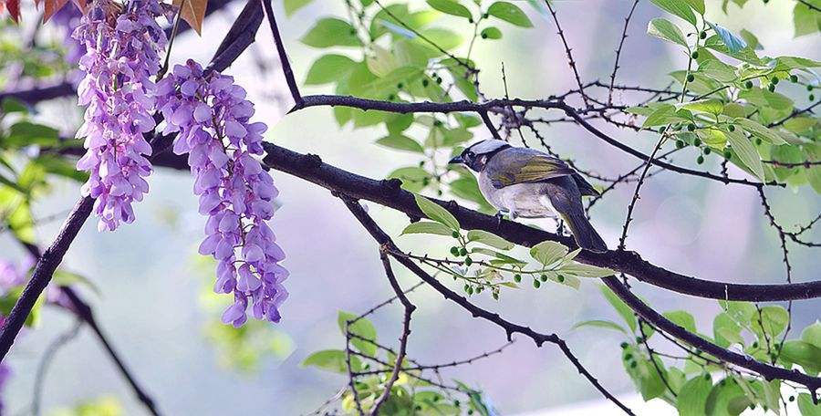 喜欢菊花,不如养盆绿朝云,绚丽多姿格外的迷人