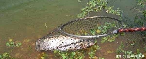 温度与钓鱼有啥关系弄懂这些关键问题,让大鱼咬钩不再难