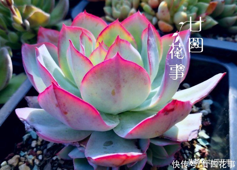 8种蓝色多肉植物，高冷优雅，总有一种是你的“蓝颜知己”