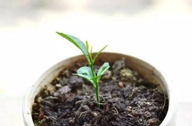 在垃圾桶里装满泥土,摆在阳台上有妙用,一年能帮你省下不少钱