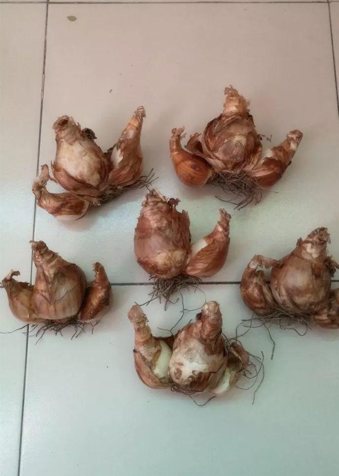 这花真能开,4个球开出28朵花,一颗就能开爆盆!