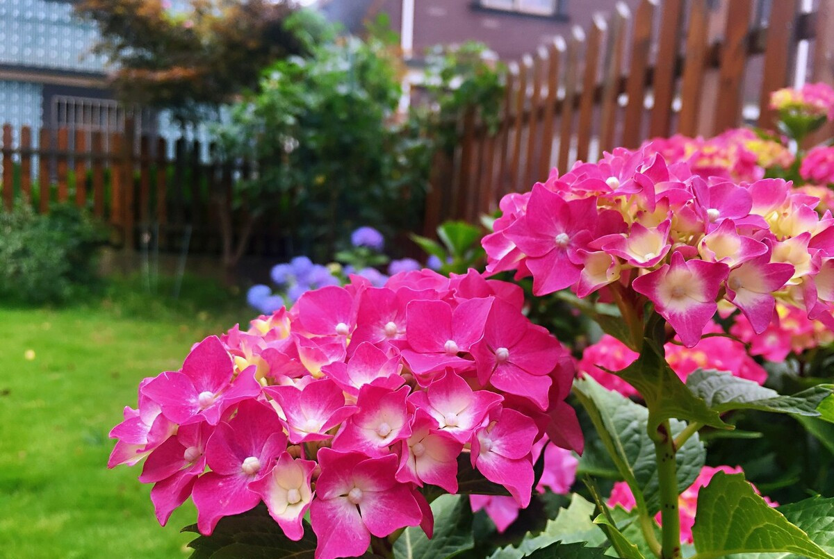 颜值担当|想要打造“高级”花园,春天种上“4种花”,颜值高,爱开花