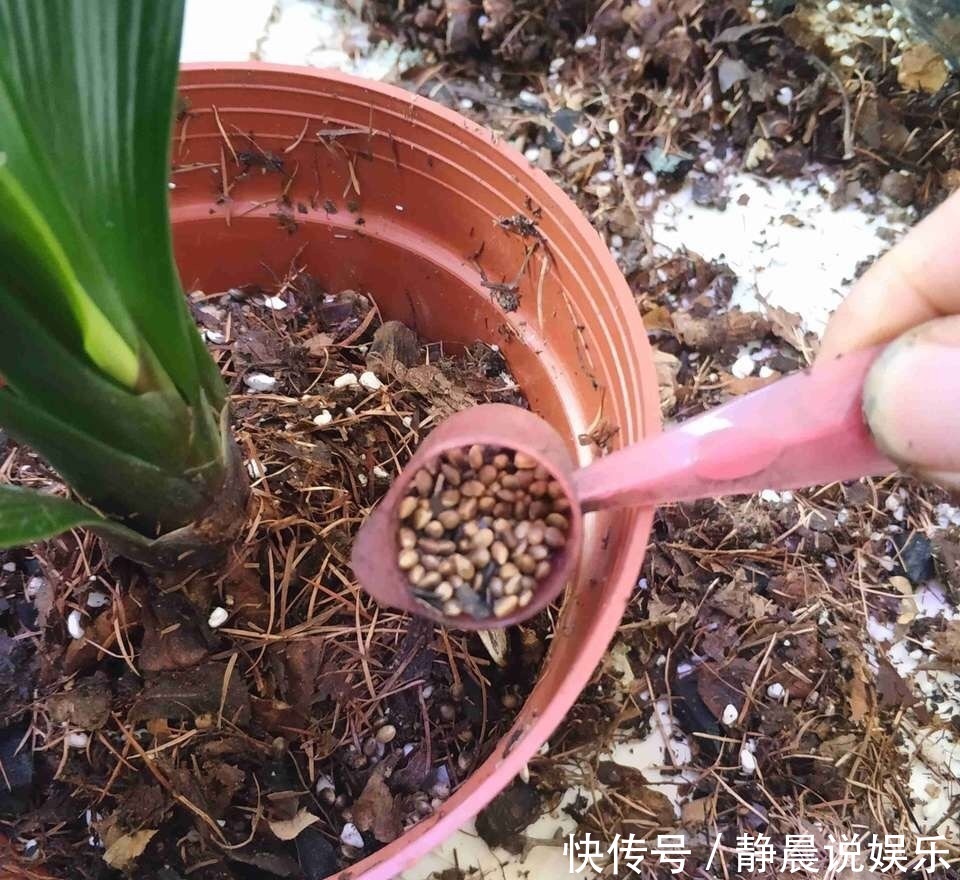  他养花10年，一盆君子兰养了4年，满盆都是“肉虫子”，秘诀有3个