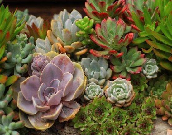 夏季养多肉，记住这些防晒小知识，轻松度夏，养好养爆盆