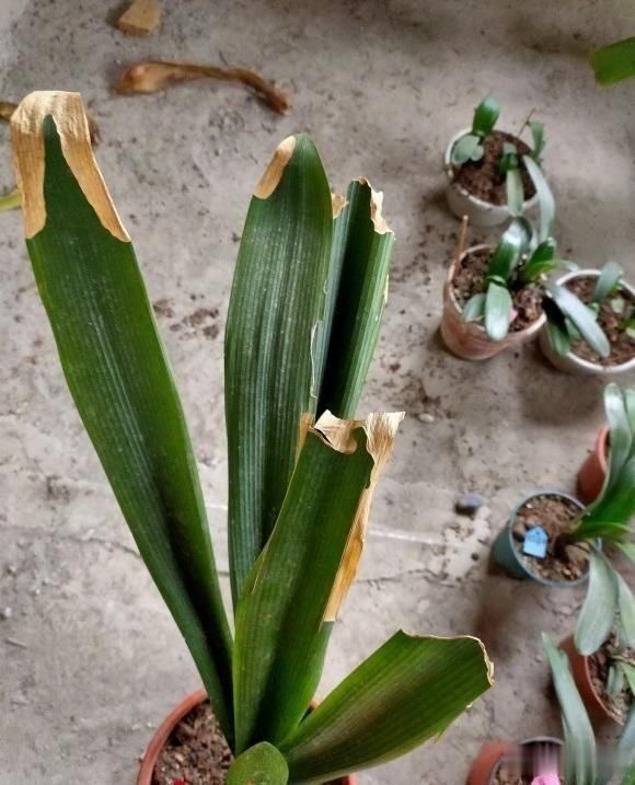 叶子|君子兰“要死不活”,其实是休眠,做到1停2通,避免黄叶烂根