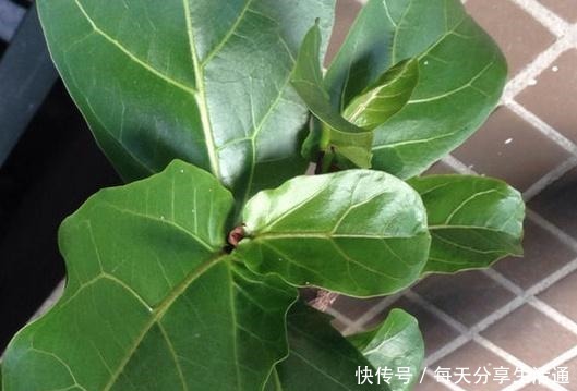 一起学习琴叶榕扦插,注意3点,做好完整6步,生根发芽容易!