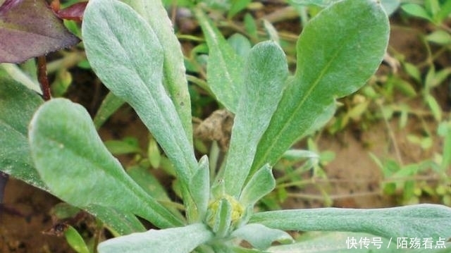野外|野外的这种野草你见过吗?竟然可以治疗这么多种病!