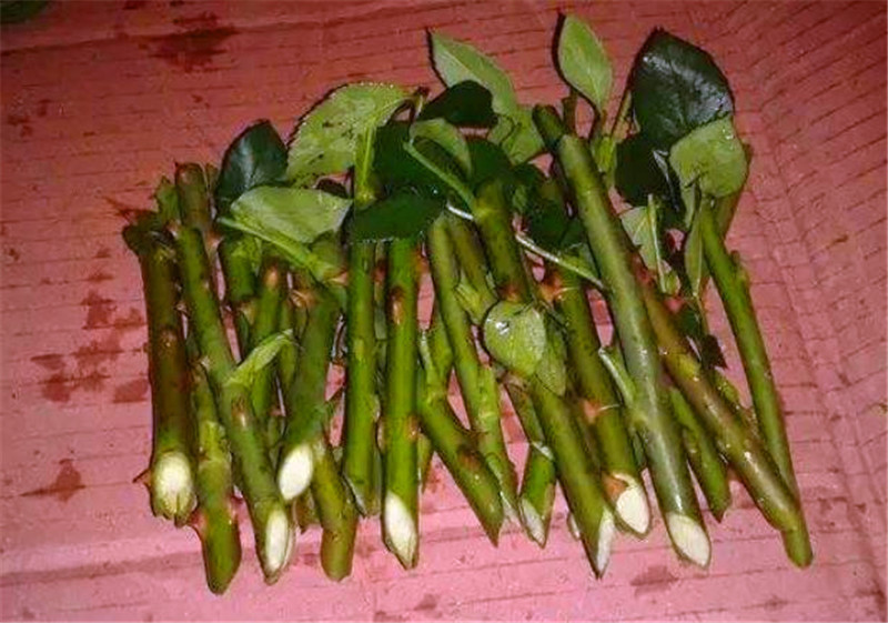 客厅多养“这3棵”树，一年分出50盆，盆盆都开花，邻居抢着要