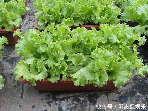营养|阳台种这3种菜,长得太快吃不完,营养丰富全家都喜欢