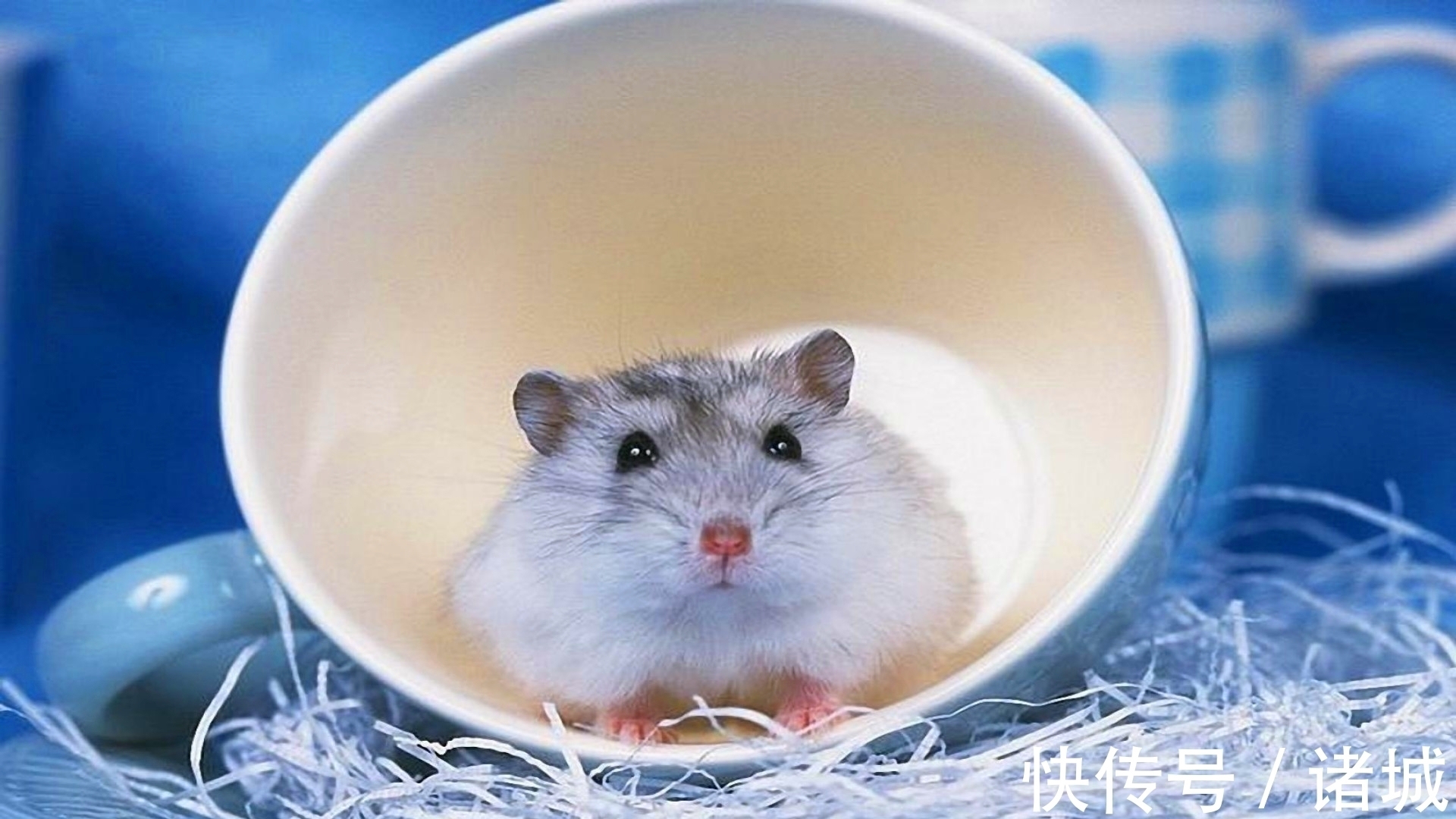 万字#3本完结小说推荐,一本无限流,一本异兽流,一本日常萌宠文