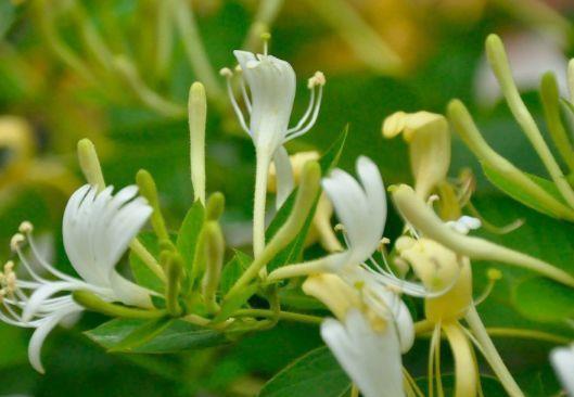 花期长达300天的漂亮花卉,好养易活,家里天天有花赏