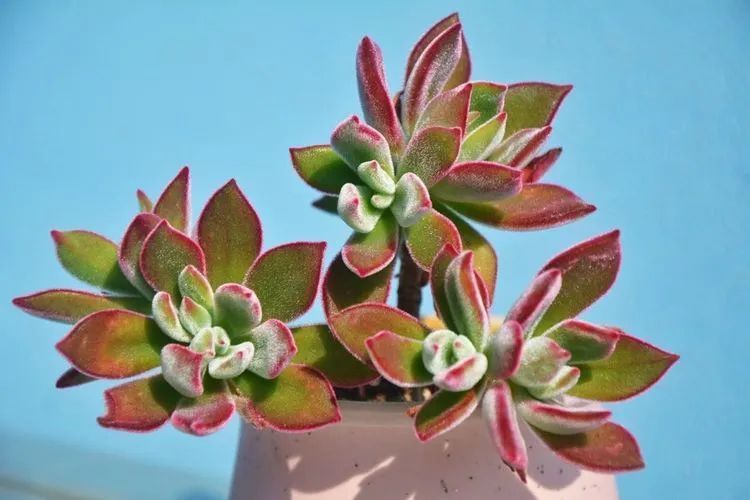 面朝大海的多肉们，在四季变迁中生生不息！