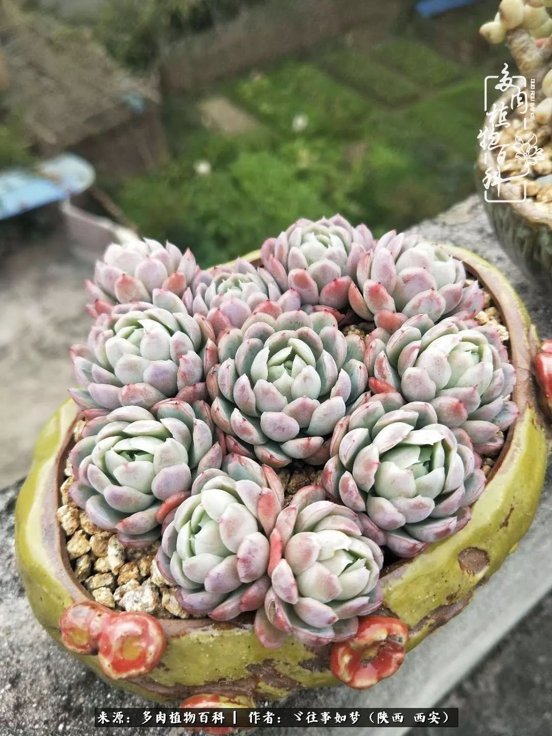 愿你付出甘之如饴,愿你所得归于欢喜!