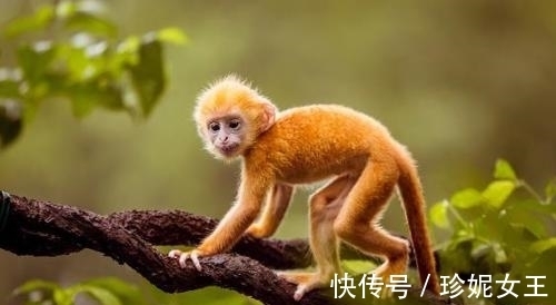 朋友之间|大金猴：哪月出生的属猴人喜事连连，好运不断，看看有你吗？
