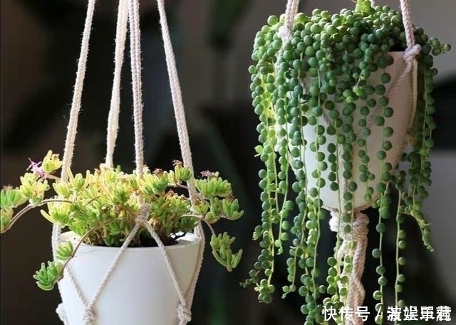 叶子|10款能吊起来养的多肉,一个比一个美,还不占地方