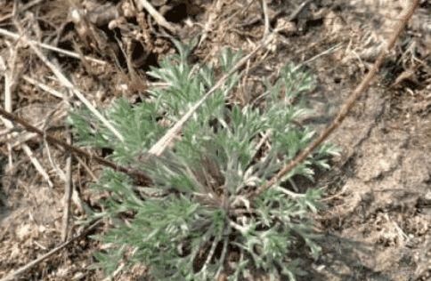 农村有些少见的野菜，能清虚热，补肝肾，明目，降肺火