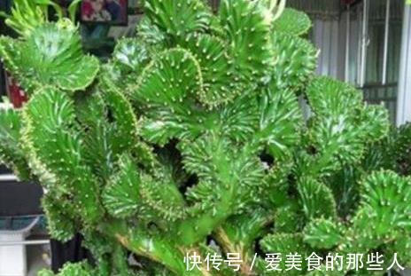 农历9月21日霜降后,养什么花?以下3种花,平平安安招财纳福