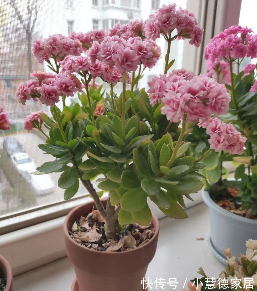养分|4种“再生花”,九月“翻盆”开花多,花盆里还有“惊喜”很多