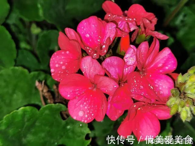 高温|10种花要控水，天热反而不能浇，一浇水就死