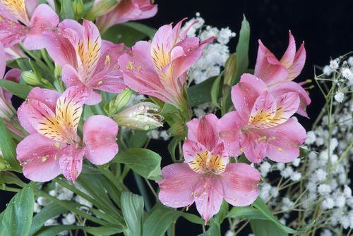 1种花，开花仙气十足，常被用作切花，是阳台盆栽新宠