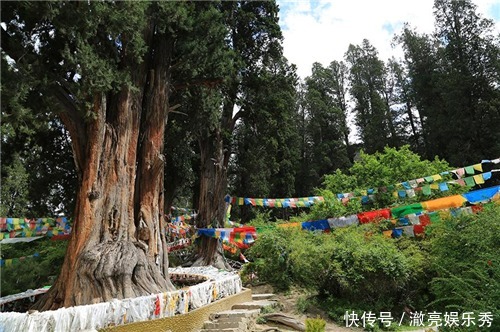 全球最珍贵的两棵树在中国现世：一棵惊艳了中国，一棵征服了世界