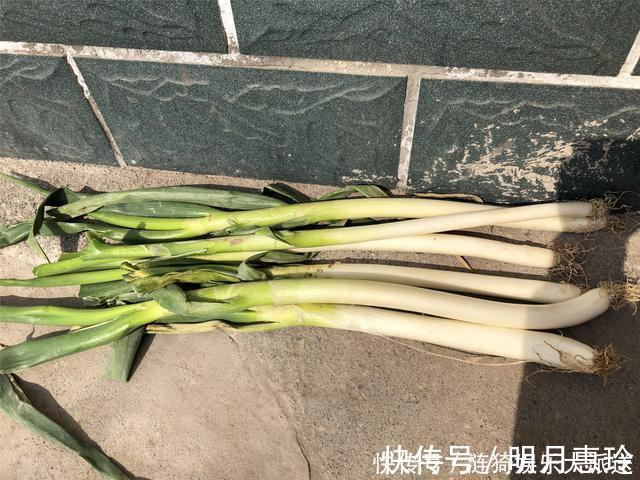 通风处|今天才知道，原来保存大葱这么简单，不空心不烂根，放半年不会坏