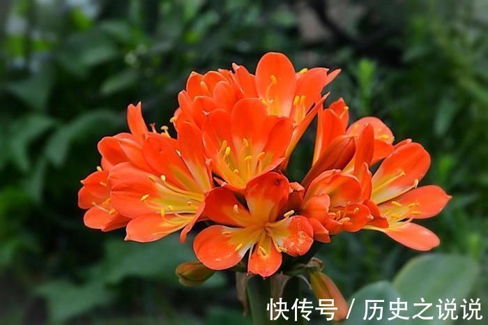 观赏|养一盆君子兰，观赏性极佳，浇水时记住口诀，肉质感强开花美