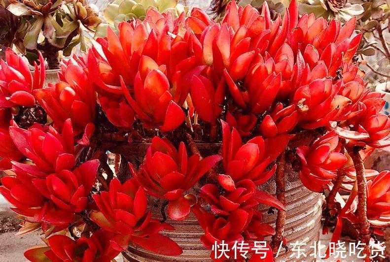 别人的多肉越养越美,你的却越养越丑?8年肉友告诉你是什么原因