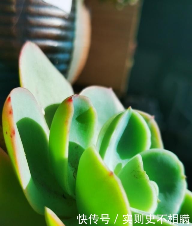 爱之蔓|你红尖尖,我红边边