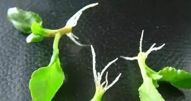 肥皂溶液|家中养花,这5毛钱的小东西别乱丢,能让花蹿到2米高,你知道了吗