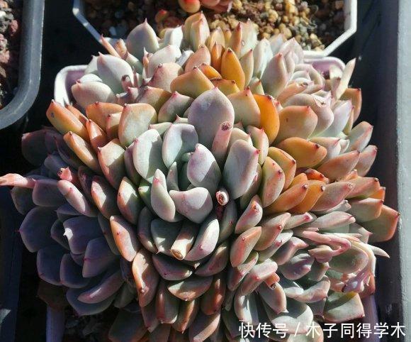 多肉很迷人,养着养着成了“卖家”,一不小心,盖起了大棚