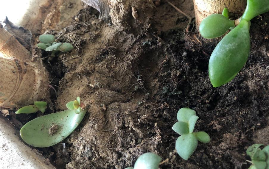 秋季养玉树，做好三步，枝叶油绿壮实，更容易养成老桩和开花