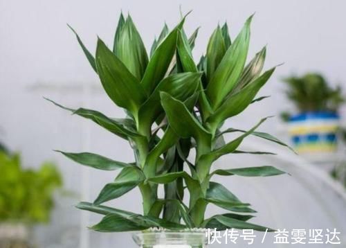 吊兰|5种净化空气的花,扫光室内“甲醛、二手烟”,养在客厅美极了