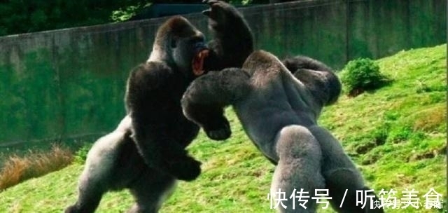 小鼠|天天举铁训练，肌肉还不大为何动物不运动肌肉发达程度远超人类