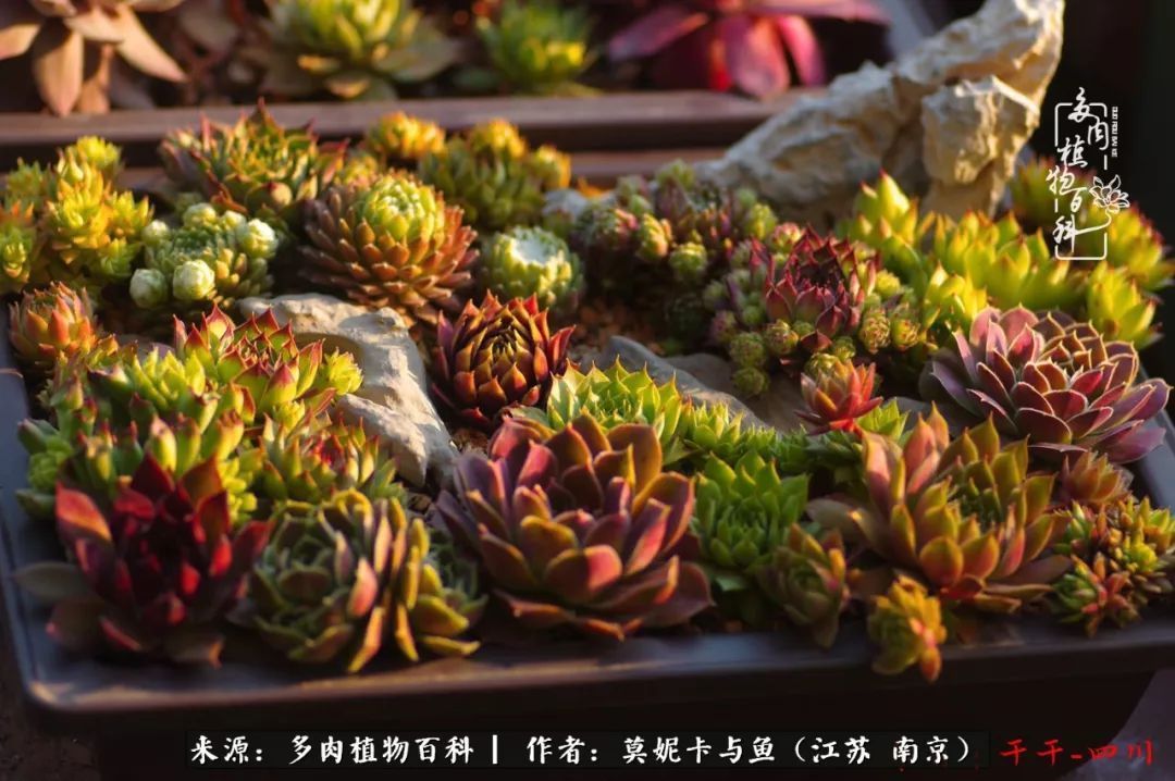 这多肉拼盘这么仙！如何制作达人手把手教你制作长生草拼盘！