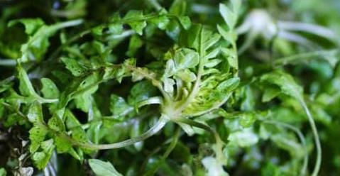  荠菜中含|养生不吃点荠菜，总感觉少点什么，因为“三月三、荠菜赛仙丹”