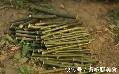 用“土方法”制作的花肥,才是养花“万能肥”,养啥旺啥