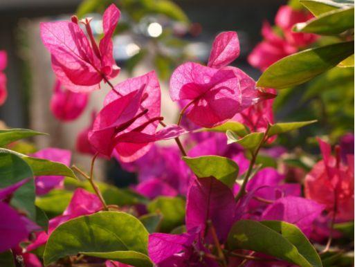 叶子花|从7月3号开始,家养这些植物,四季有花赏,越养越喜欢