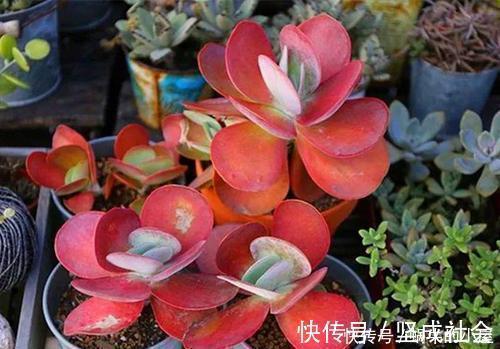 法师|5种大型多肉,小盆养长不好,大盆种长满盆,个头比脸大!