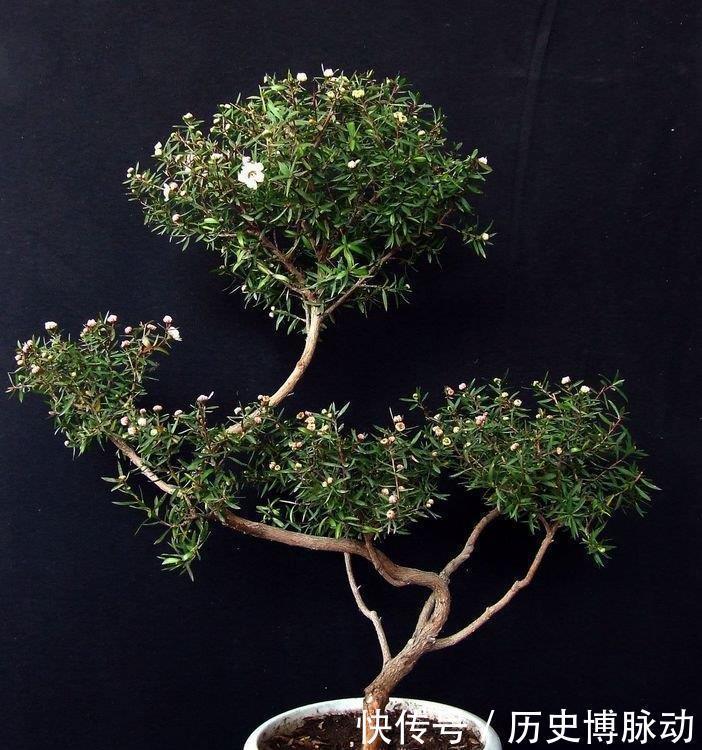 4种花漂亮又好养,比牡丹好看,养上一盆四季欣赏,好养活还不贵