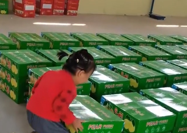 妹妹|山西一妹妹自告奋勇帮哥哥看梨,被哥哥戳穿小心思后表情亮了