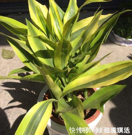 超哥|富贵竹越养越“黄”换种水“泡一泡”,叶片油亮蹿“1米”