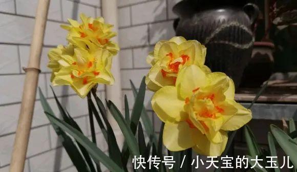 记录一下我养过的花,1000多盆都有啥