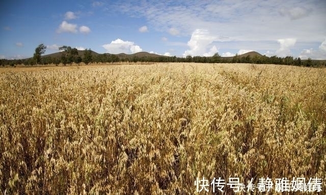 高粱|糖尿病患者吃什么粗粮?5种粗粮都是好选择,可以天天换着吃