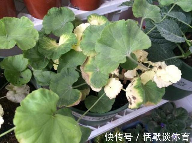 危险期|立秋后,6种花进入“危险期”,当心“黑腐”找上门