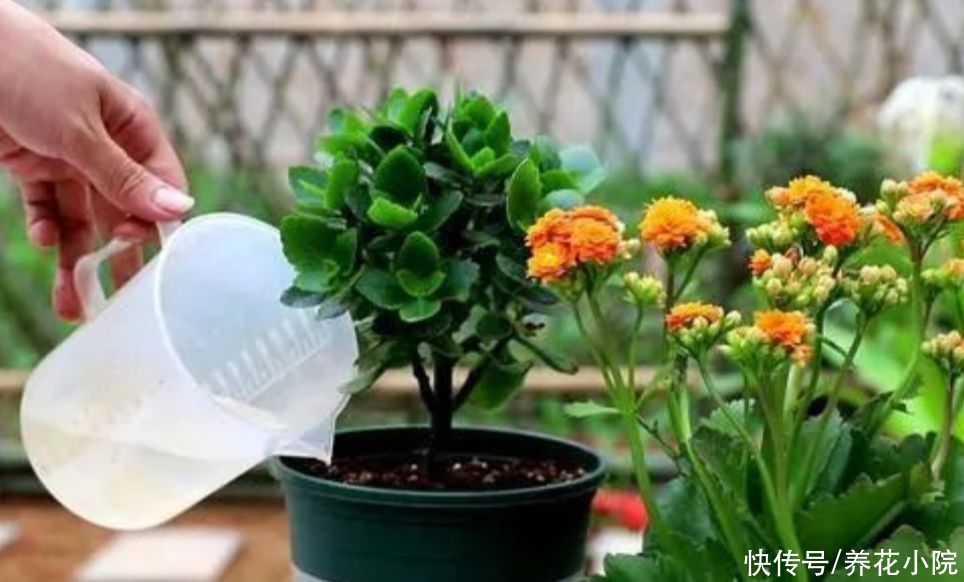 施肥|6月养长寿花,讲究“3少1多”,做到这几点,长得旺状态好