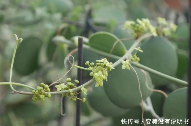 中年|“共同战疫,线上游园”第十期——“宅”在展览温室二中的花儿们!